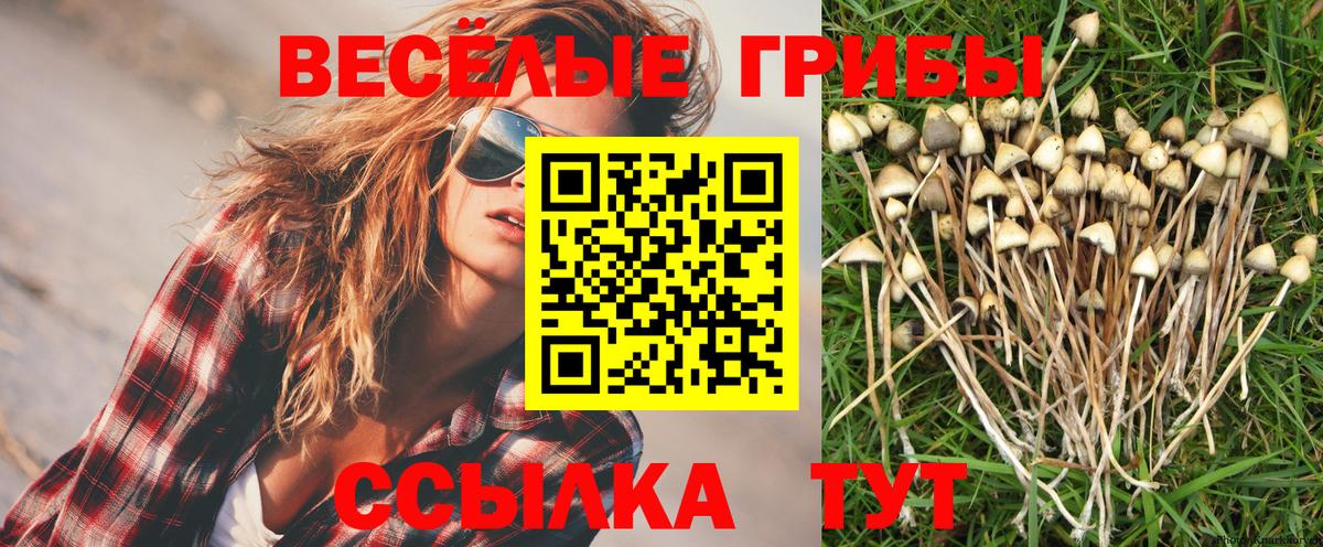 Балаково  Псилоцибиновые грибы Psilocybine cubensis  Вход с VPN 